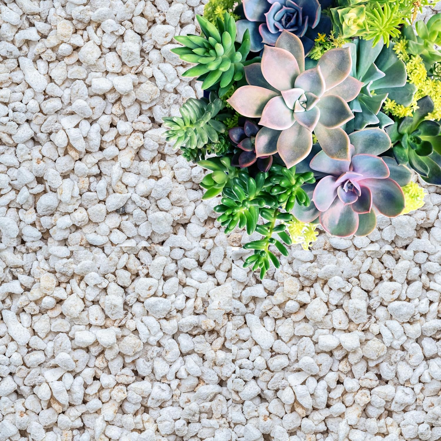 Perlite for Plants, Coarse and Chunky Horticultural Perlite, Organic Perlite for Gardening Indoor & Outdoor, Perlite Bulk Bag, Made in USA (3 quarts)