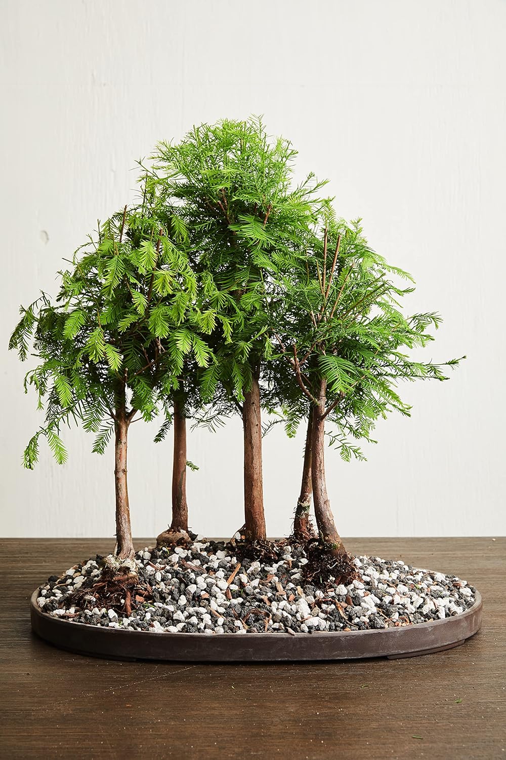 Black Lava Rock | 2 Quarts Bag | 1/4” Particle Size | Soil Aggregate for Bonsai, Cactus, Succulents, Aquariums, and More | Enables Optimal Drainage and Soil Aeration | The Bonsai Supply