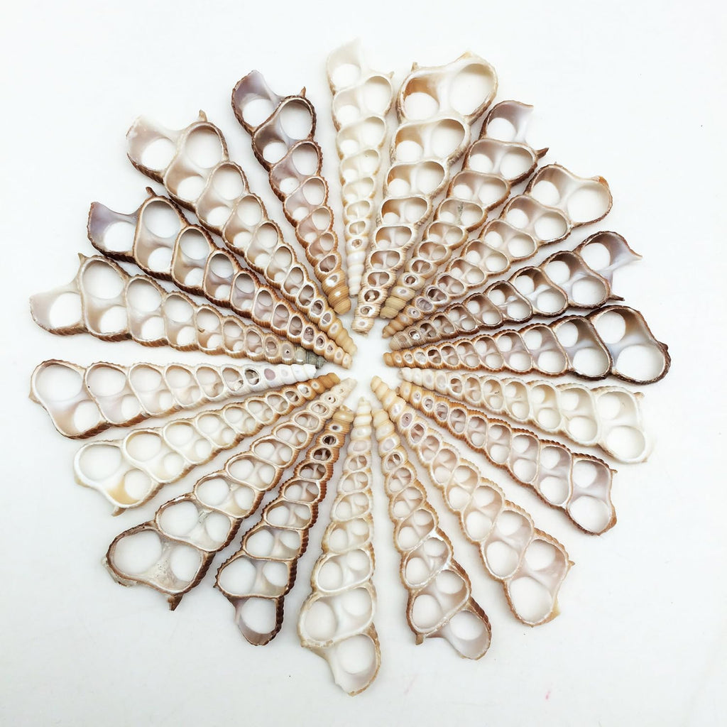PEPPERLONELY 20 PC Center Cut Terebra Turritella Sea Shells, 2-1/2~3 Inch