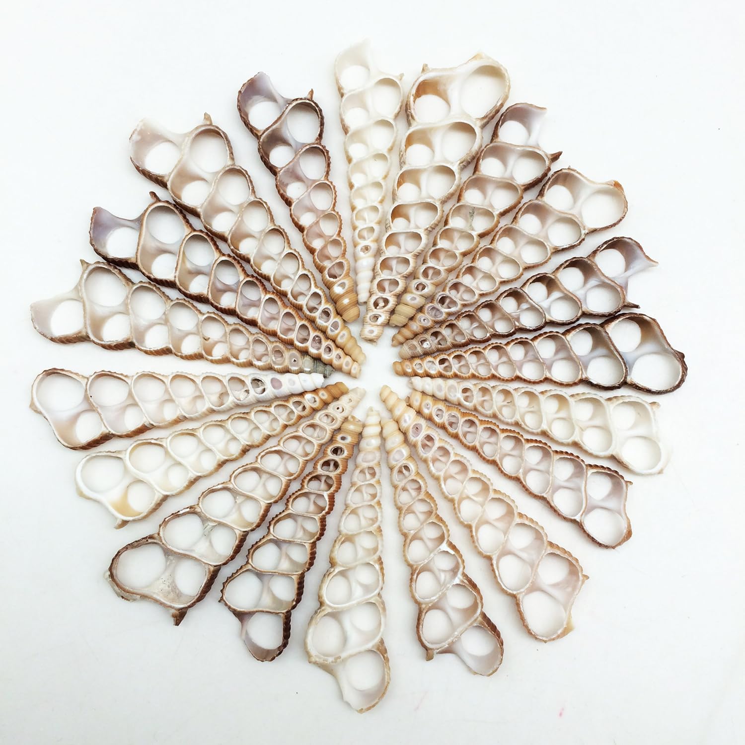 PEPPERLONELY 20 PC Center Cut Terebra Turritella Sea Shells, 2-1/2~3 Inch