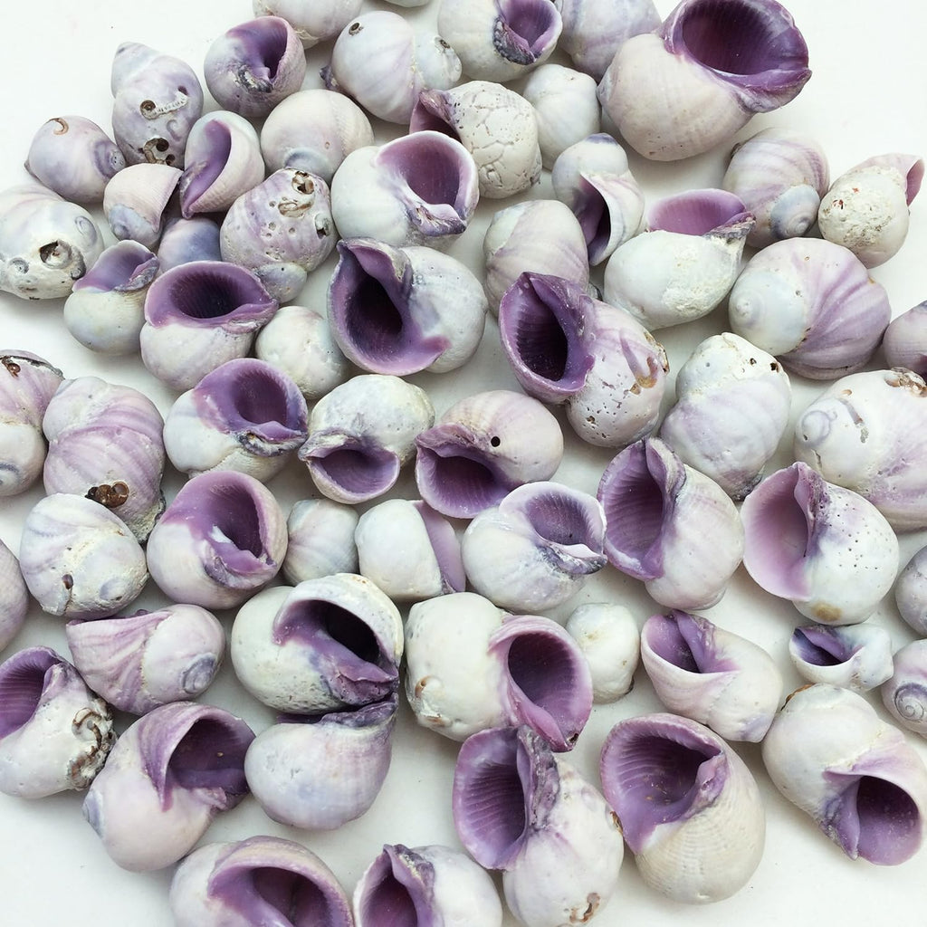 PEPPERLONELY Purple Cebu Beauty Sea Shells, 8 OZ Apprx.60+ PC Shells, 1/2 Inch ~ 1 Inch