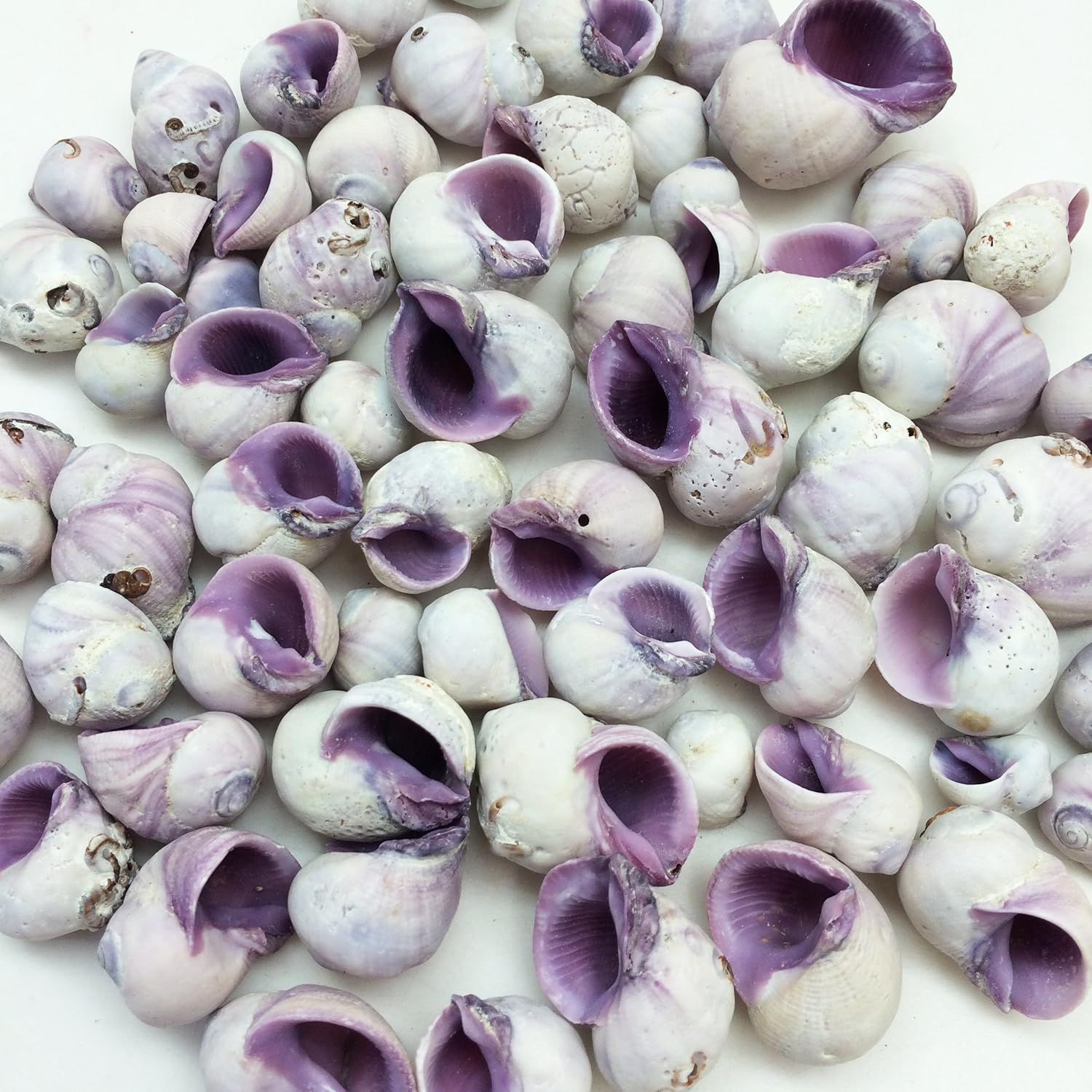 PEPPERLONELY Purple Cebu Beauty Sea Shells, 8 OZ Apprx.60+ PC Shells, 1/2 Inch ~ 1 Inch