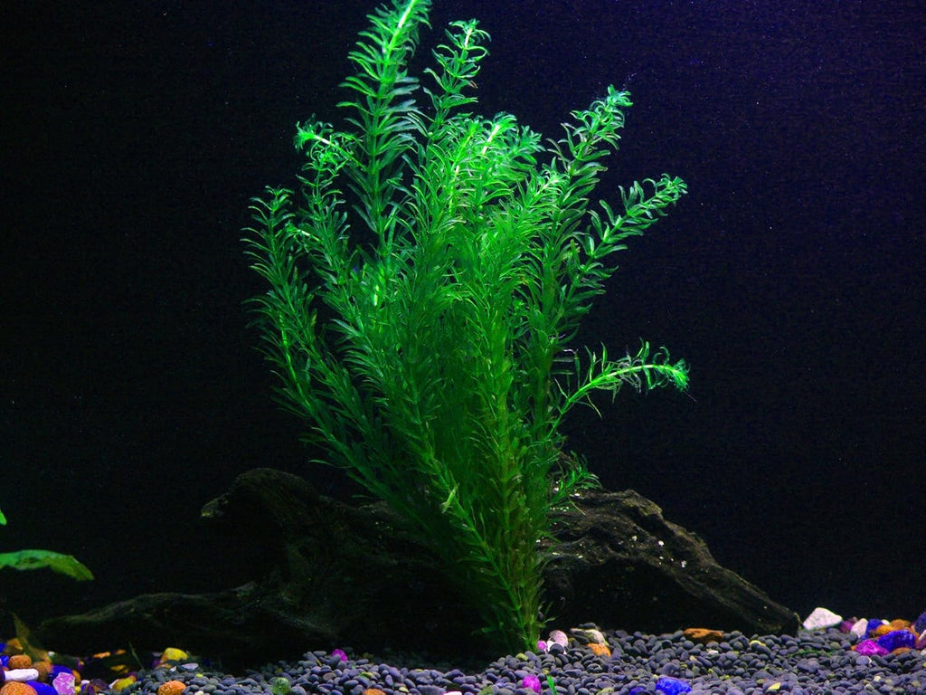 18 Plants Bundle / 6 Species Live Aquarium Plants Package - Microsorum, Amazon Sword, Anubias, Moneywort, Hornwort, etc. (75+ Gallon Aquariums)