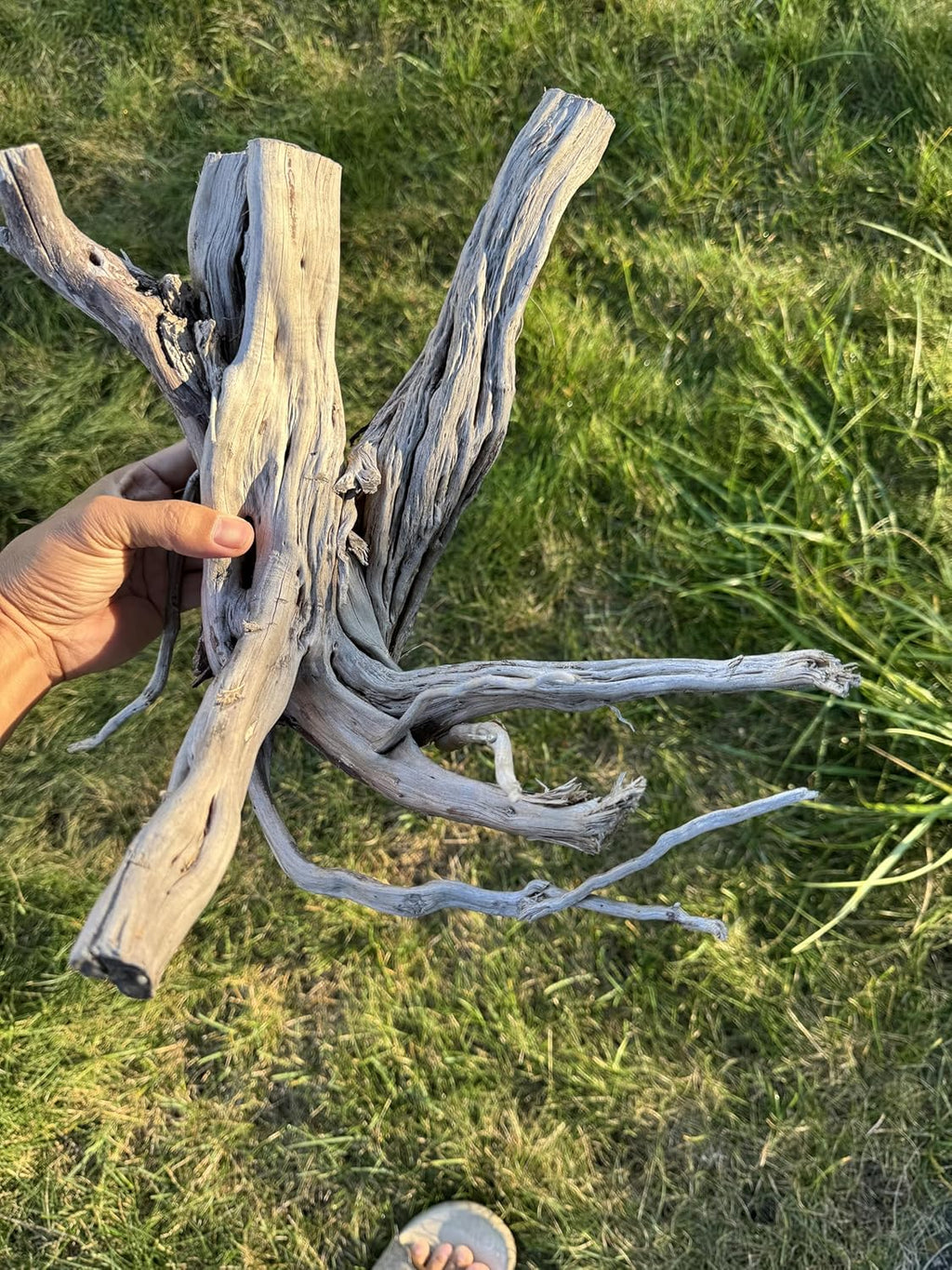 Azil Natural Driftwood (17'' - 20'') 1psc. Perfect Aquarium Decoration! Ideal for Fish Tanks, Freshwater Aquariums, terrariums, aquascaping