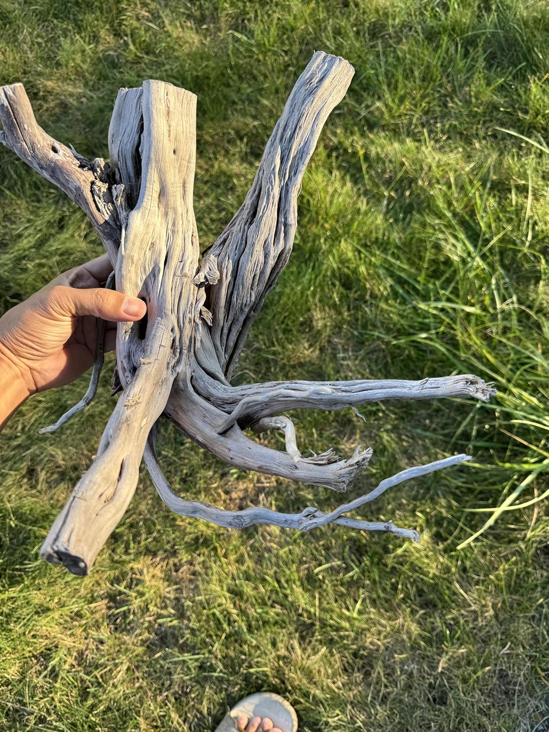 Azil Natural Driftwood (17'' - 20'') 1psc. Perfect Aquarium Decoration! Ideal for Fish Tanks, Freshwater Aquariums, terrariums, aquascaping
