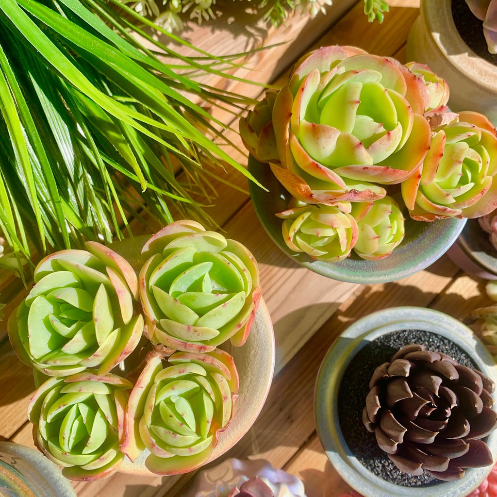 FWPP Live Succulents Plants Echeveria Peach Pride 3 inches,Rare Succulents Bare Root Without Pot Soil, Live Plants Indoor Office Decoration Wedding and Gift