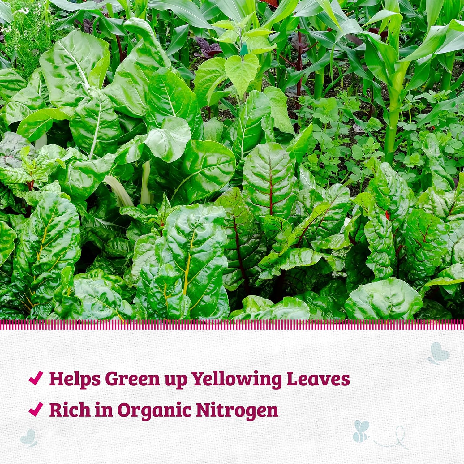 Back to The Roots 100% Organic Blood Meal | Made in The USA | Premium Nutrition for Indoor and Outdoor Plant Gardening