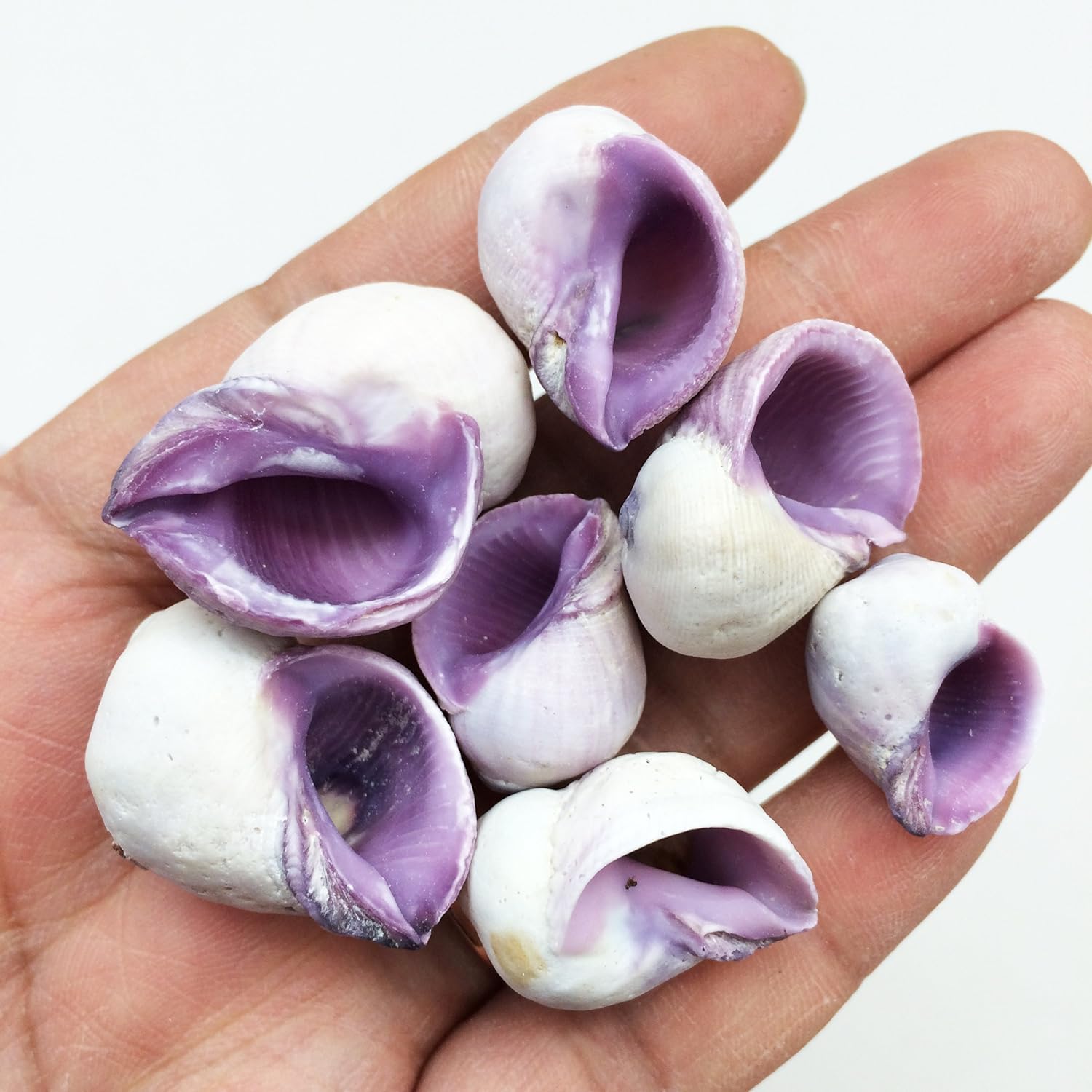 PEPPERLONELY Purple Cebu Beauty Sea Shells, 8 OZ Apprx.60+ PC Shells, 1/2 Inch ~ 1 Inch