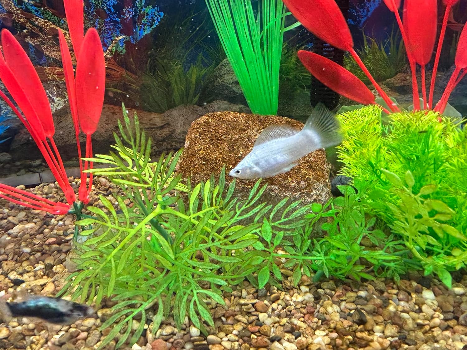 Aquarium Stone for Natural Water Clarification and Odor Removal (Nano)