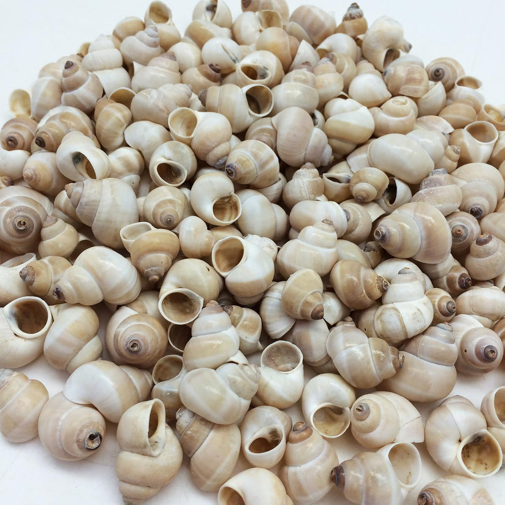PEPPERLONELY Small Land Snail Sea Shells, 4 OZ Apprx.180+ PC Shells, 3/4 Inch ~ 1 Inch