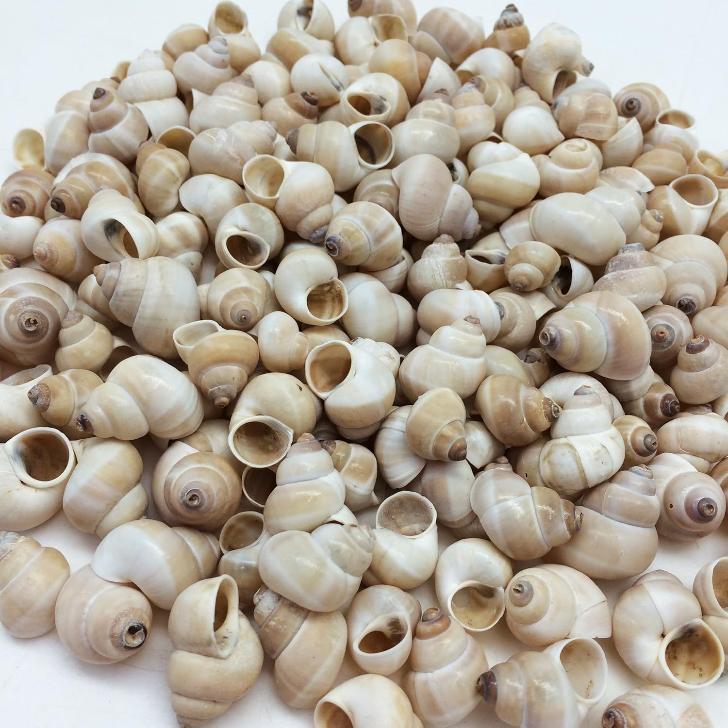PEPPERLONELY Small Land Snail Sea Shells, 4 OZ Apprx.180+ PC Shells, 3/4 Inch ~ 1 Inch