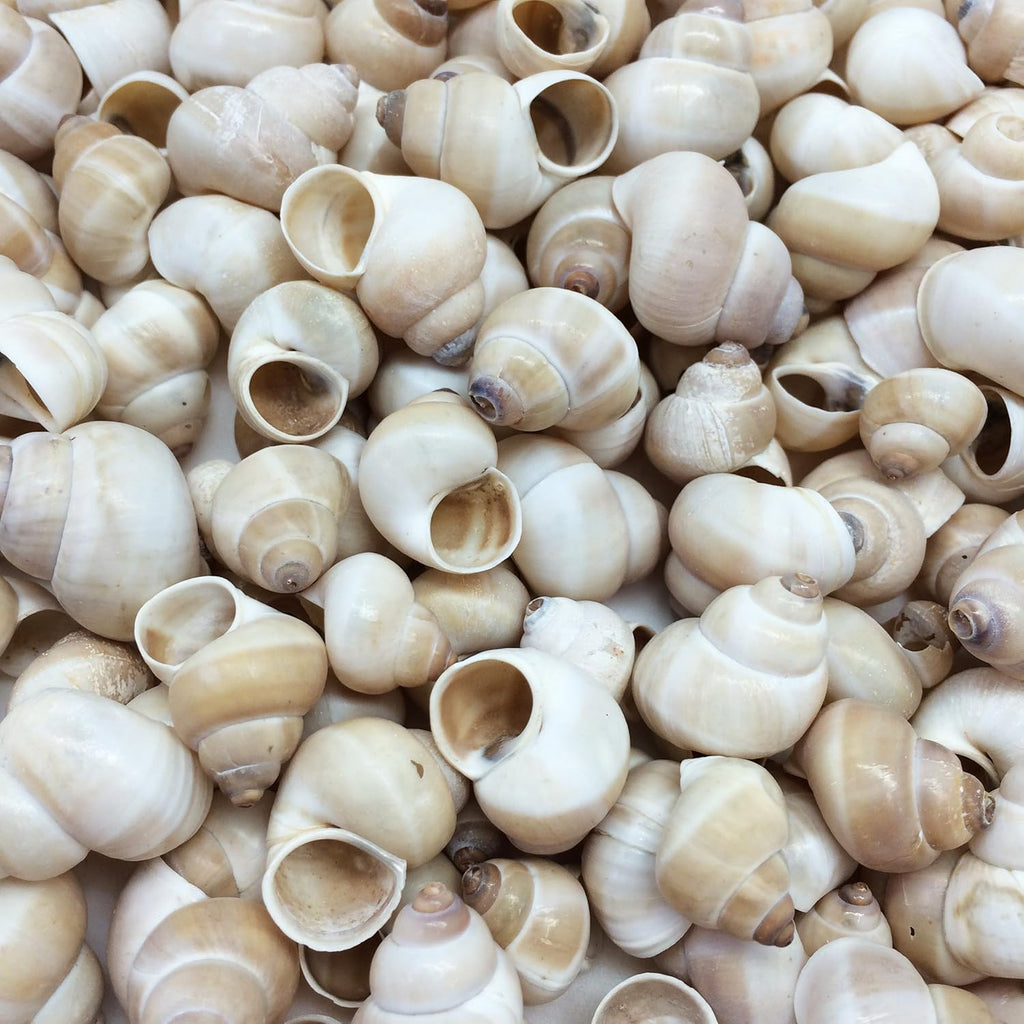 PEPPERLONELY Small Land Snail Sea Shells, 4 OZ Apprx.180+ PC Shells, 3/4 Inch ~ 1 Inch