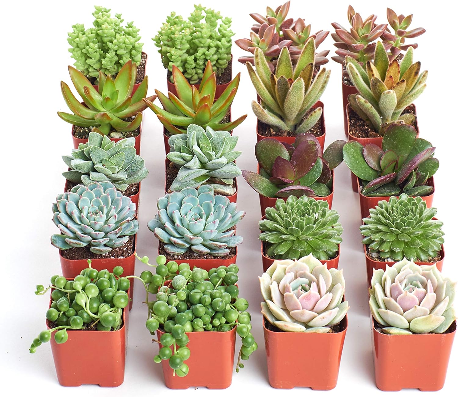 Shop Succulents Assorted Succulent Plant Pack Collection - Live Mini Succulent Plants, Low Maintenance, Mixture of Colors & Textures - Wedding and Party Favors, Gift & Garden, Pack of 20