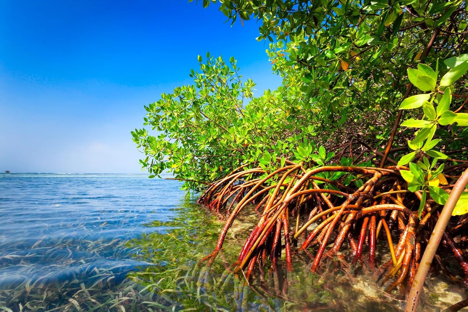 Generic AquaGardens | Red Mangrove - Live Plant (Medium + Heat Pack for Cold Weather Shipping), Green