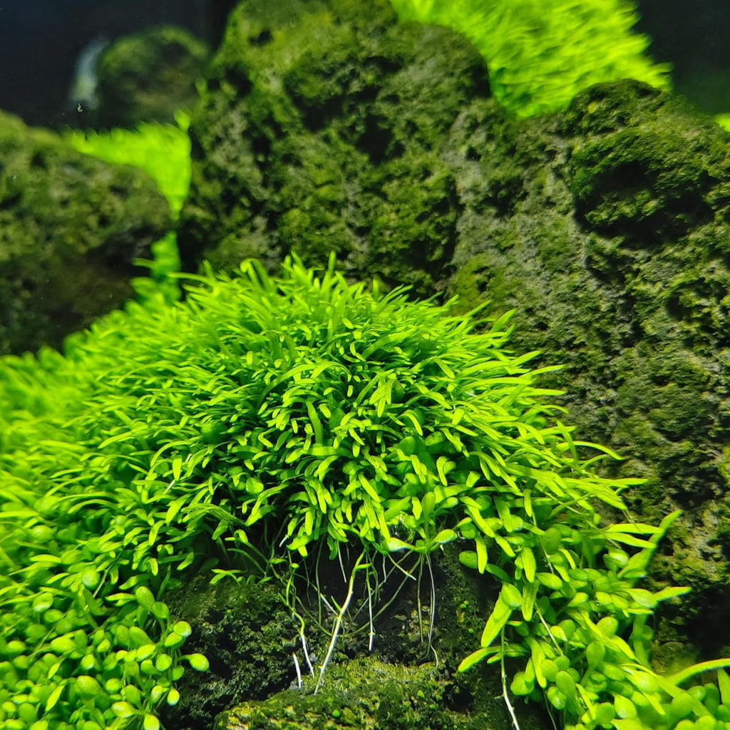SubstrateSource Live Plant - Utricularia Graminifolia Tissue Culture Aquatic Live Aquarium Plant Grass Carpet for Aquascape - 100% Snail Free in Vitro Cup (Utricularia Graminifolia)
