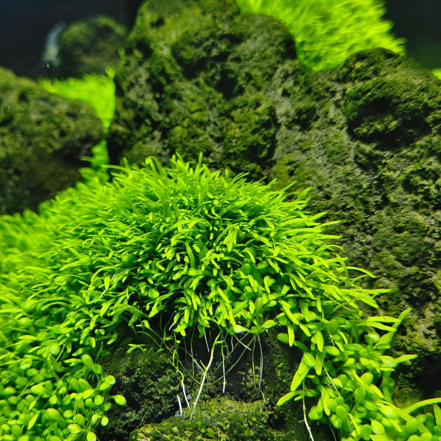 SubstrateSource Live Plant - Utricularia Graminifolia Tissue Culture Aquatic Live Aquarium Plant Grass Carpet for Aquascape - 100% Snail Free in Vitro Cup (Utricularia Graminifolia)