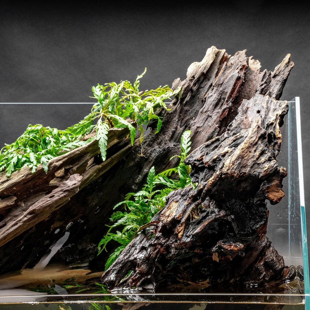 Ultum Nature Systems Driftwood - Dragon Drift Wood for Fish Tank, Planted Tank, Terriarium, Paludarium - Versatile Natural Driftwood Decor, Events Wood Centerpiece - Dragon Wood, Medium (11-16")