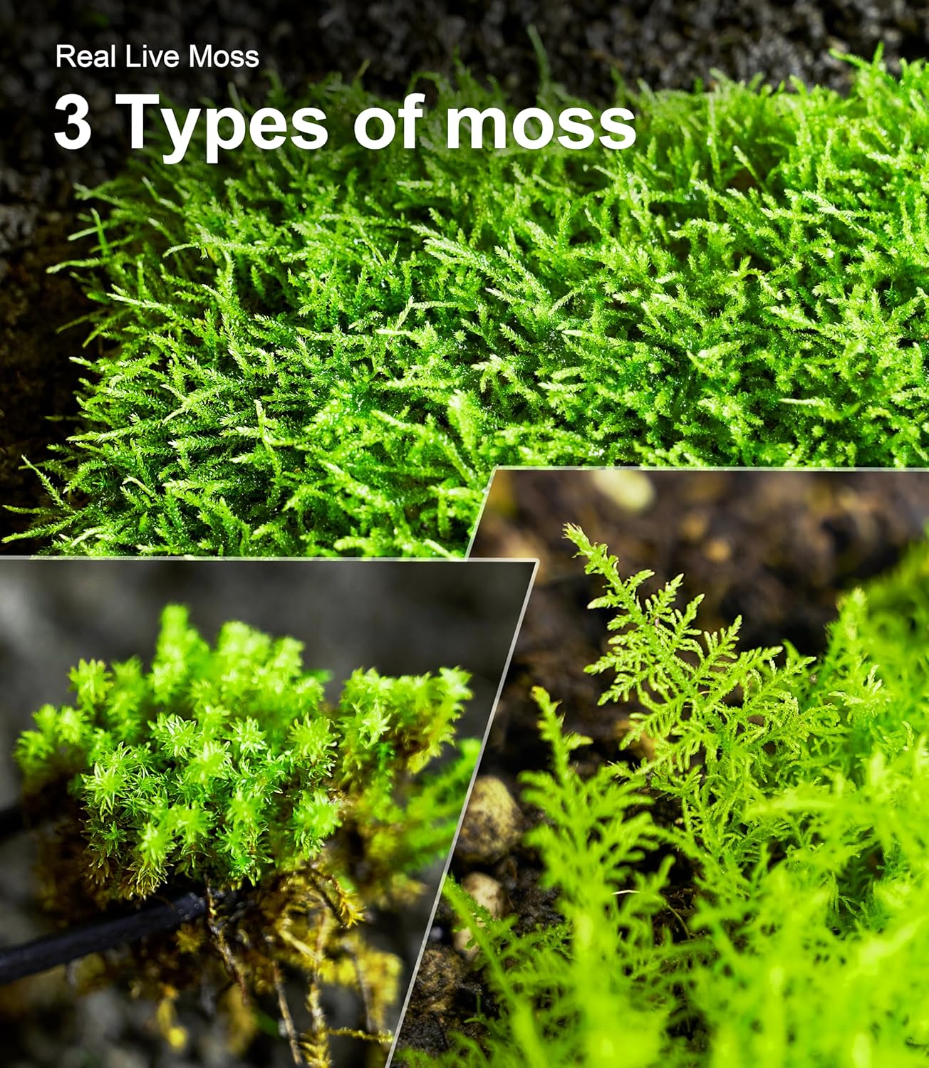 Live Moss Variety Pack – 3 Real Moss Types (Each 3.5"x7"), Decorative Moss for Terrariums, Bonsai, Fairy Gardens, and Plant Craft Projects – Reusable, Naturally Grown, Not Artificial