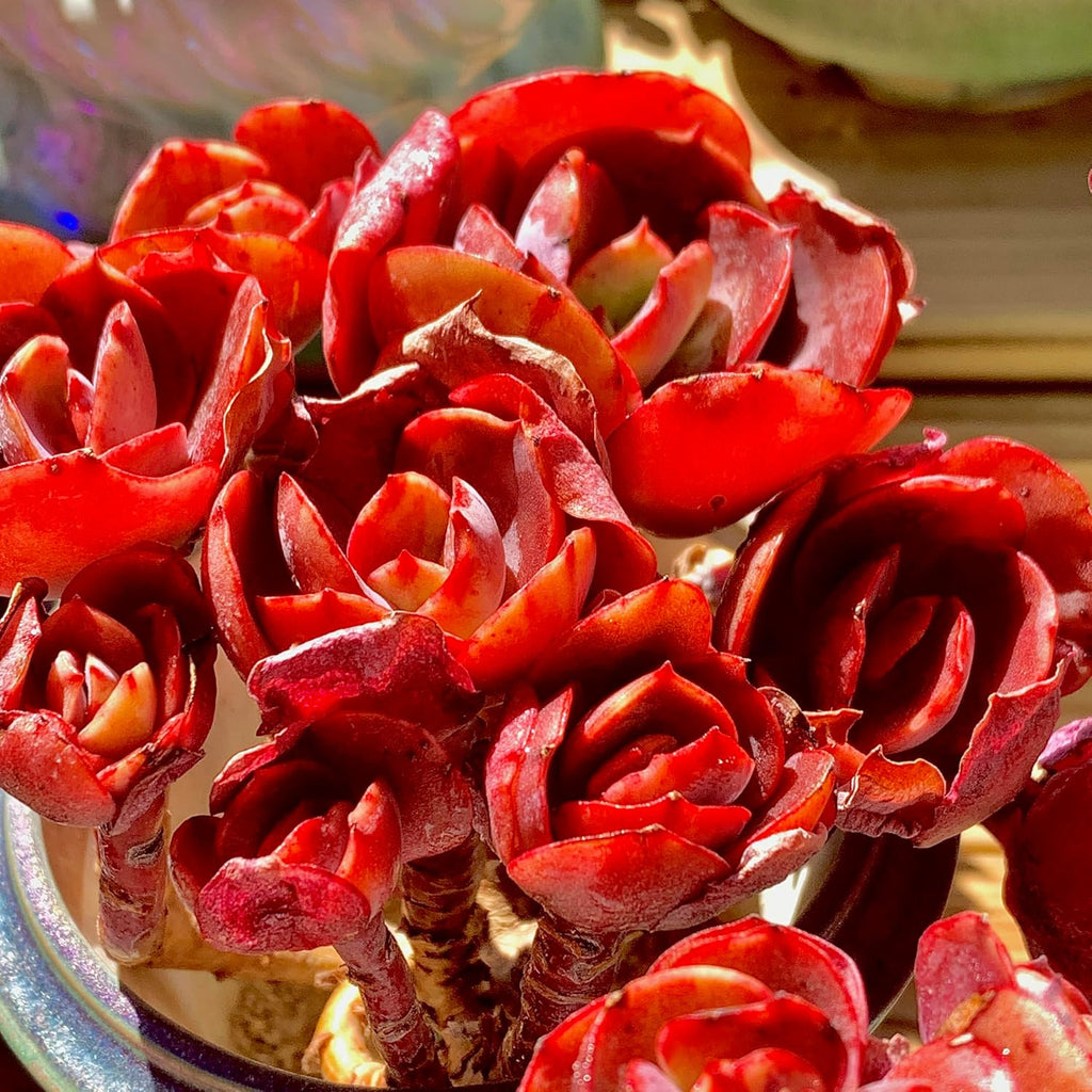 FWPP Live Succulents Plants Echeveria Suyon 4.3 inches,Rare red Succulents Bare Root Without Pot Soil, Live Plants Indoor Office Decoration Wedding and Gift