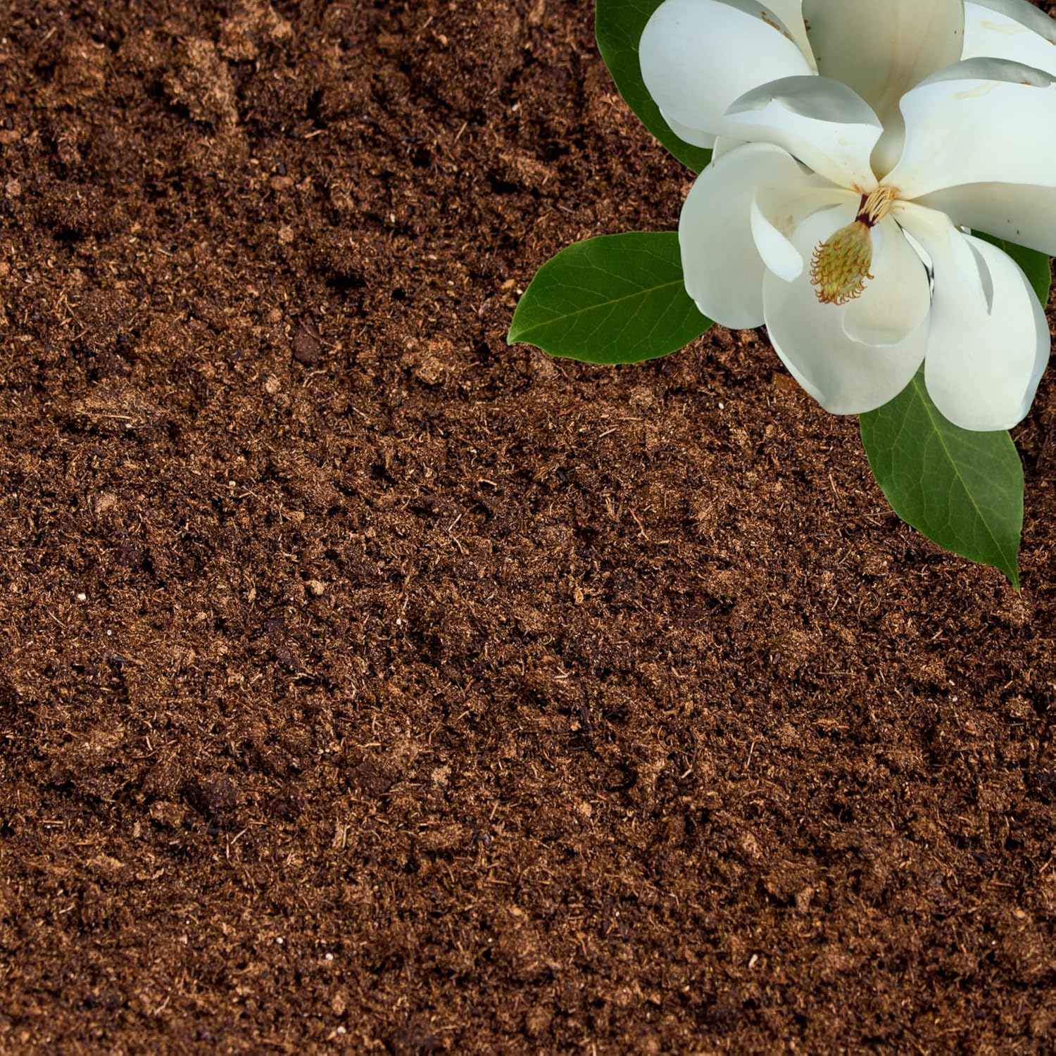 Peat Moss for Plants – Organic Sphagnum Peat Moss for Orchids, Terrariums, Seed Starting, Reptiles & Potting Soil Mix (15 quarts)