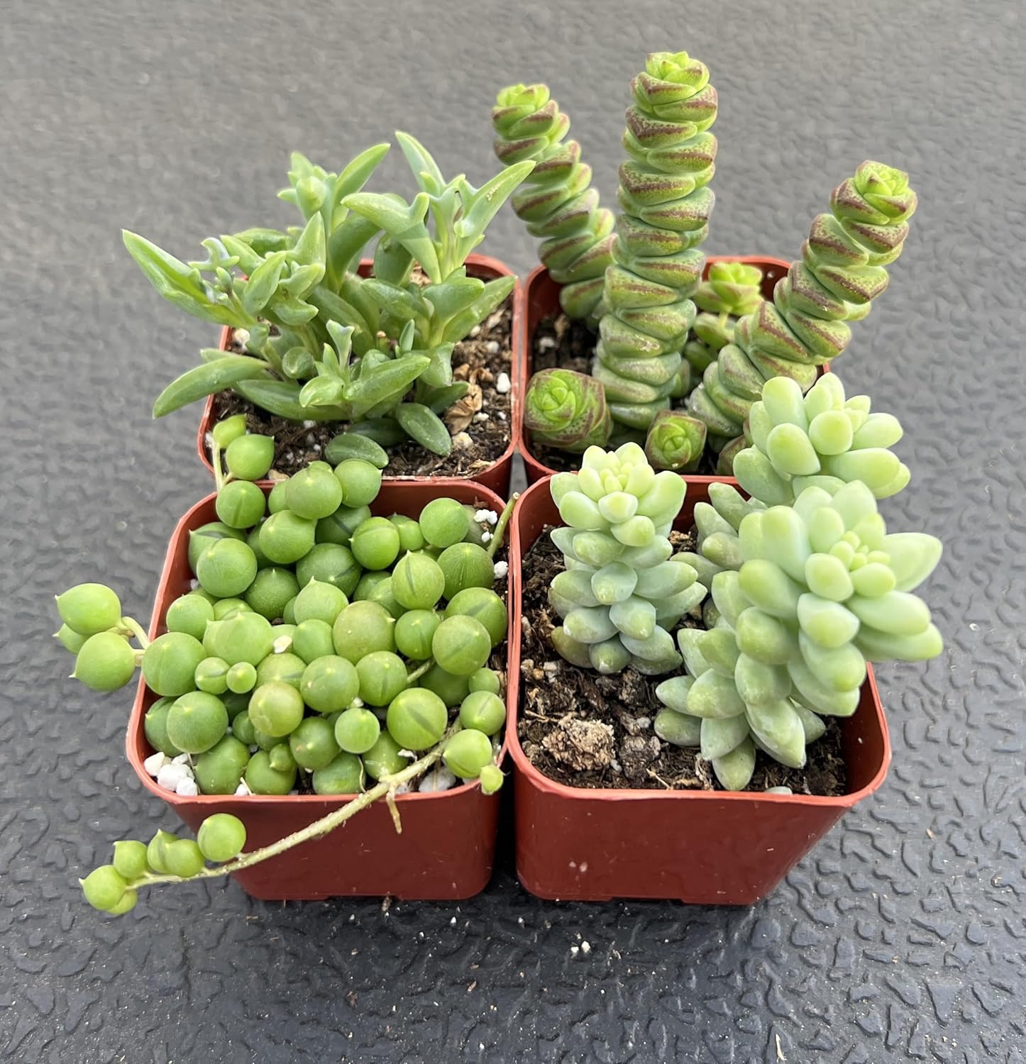 Sprout N Green Trailing Succulent Collection, 4 String Succulent Plant Fully Rooted in 2inch Starter Pot, Home Office Indoor Outdoor Wedding Decoration DIY Projects Party Favor
