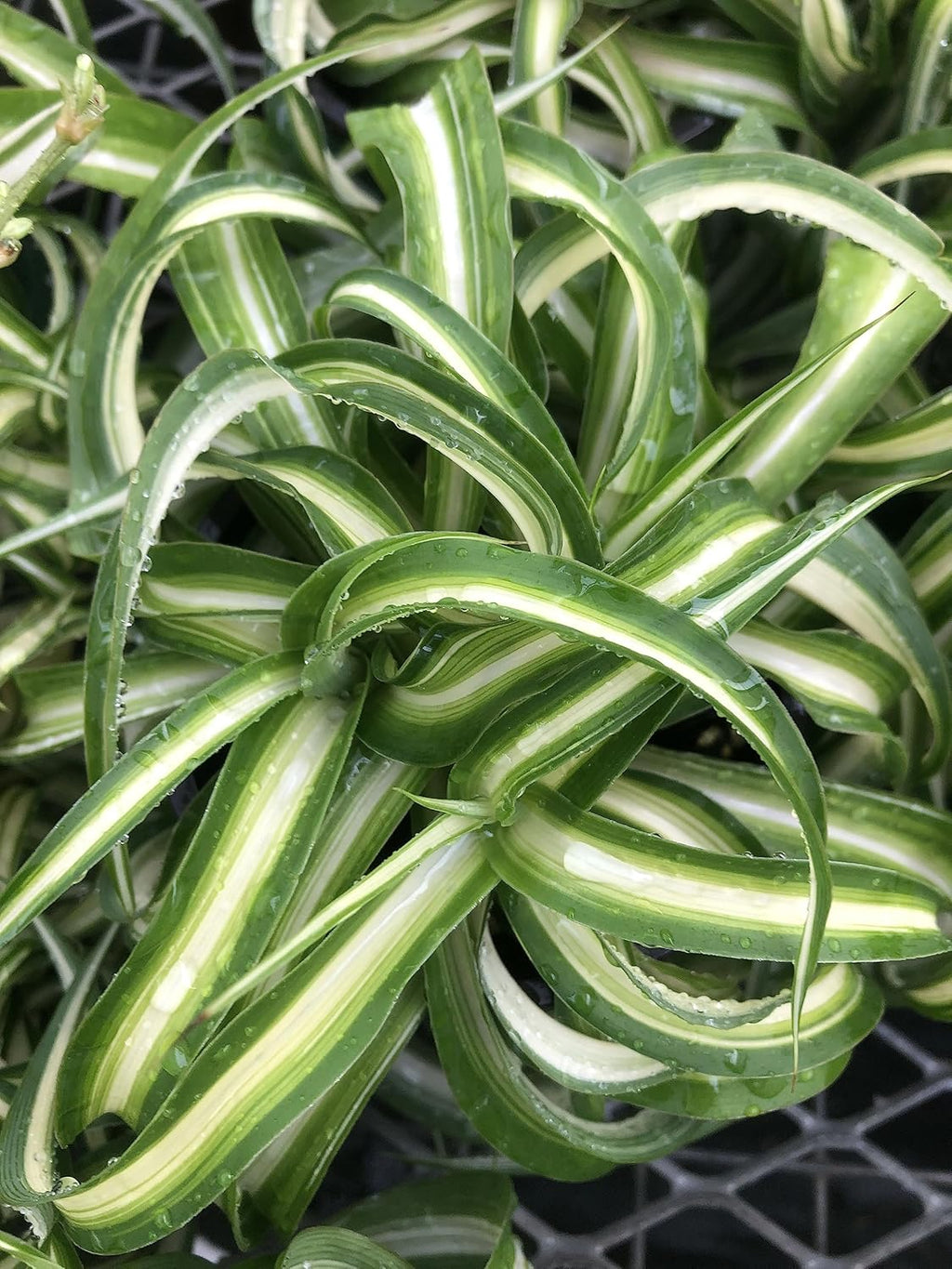 Spider Plant Live houseplant - Bonnie Curly Variety, Air-Purifying, Low Maintenance, Perfect for Home and Office Décor, Chlorophytum comosum, Easy Care Starter Plants