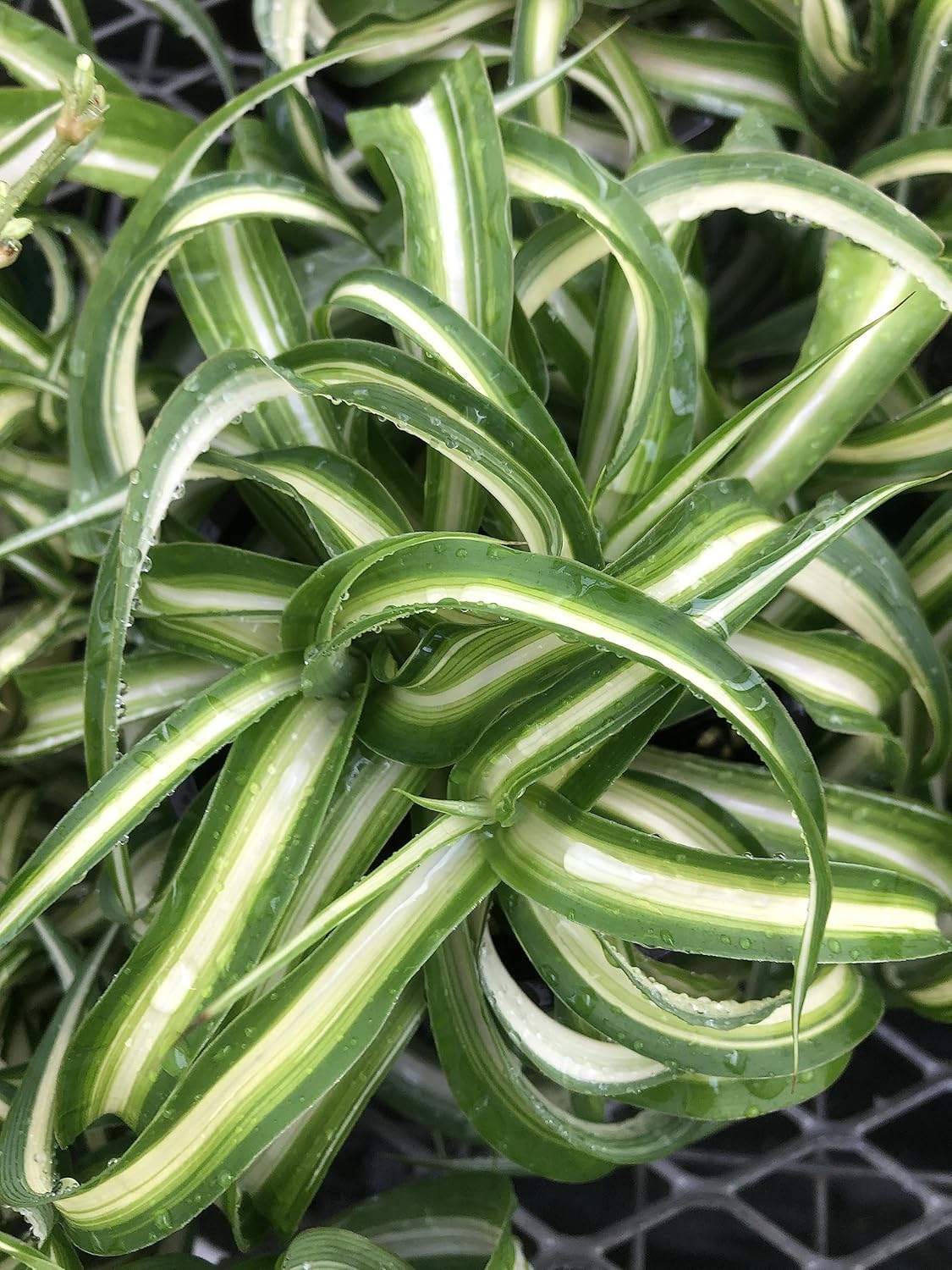 Spider Plant Live houseplant - Bonnie Curly Variety, Air-Purifying, Low Maintenance, Perfect for Home and Office Décor, Chlorophytum comosum, Easy Care Starter Plants