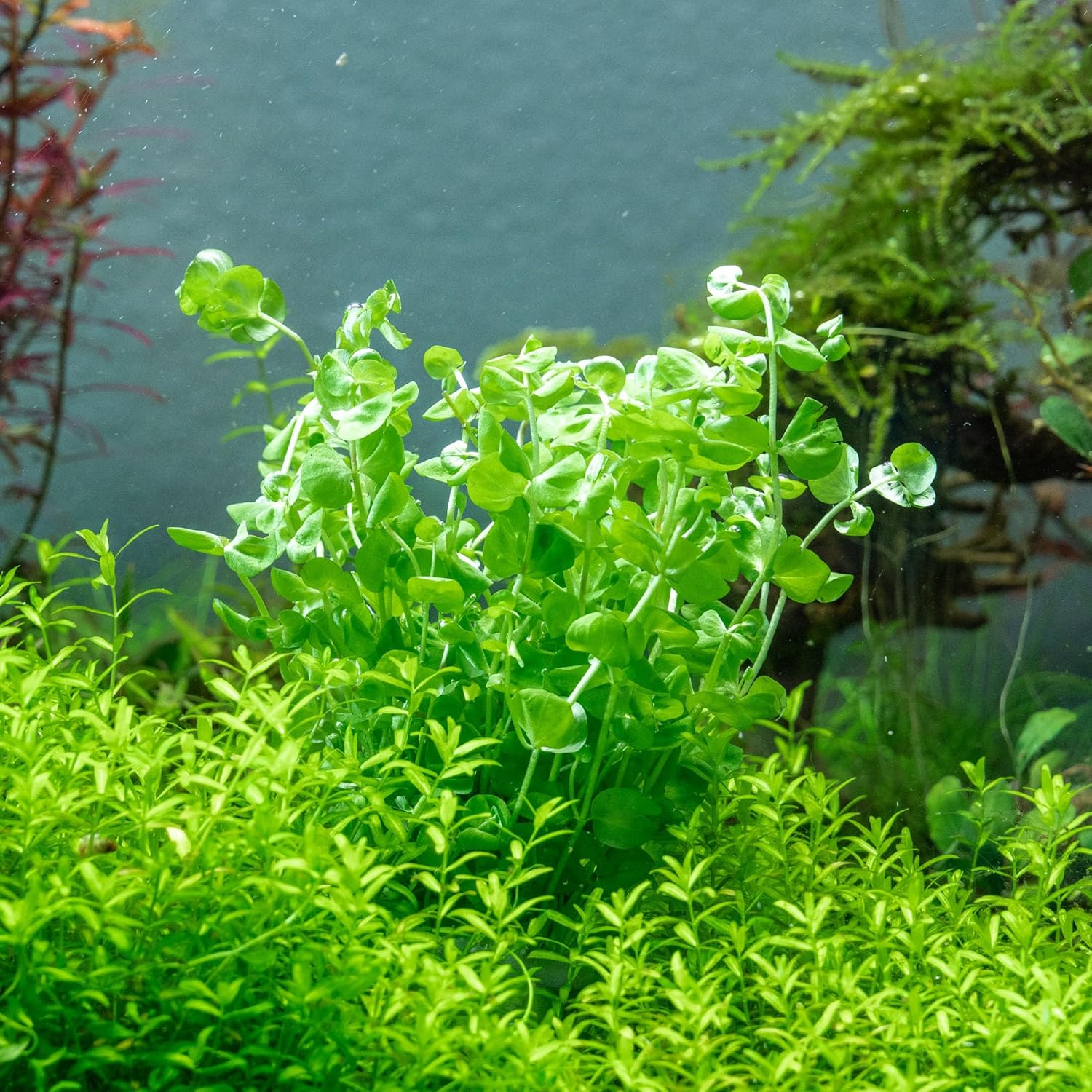 SubstrateSource Live Aquarium Stem Plants - Freshwater Aquatic Plant for Fish Tanks, Aquascaping - (Micranthemum Umbrosum Giant Baby Tears, 1 Bunch)