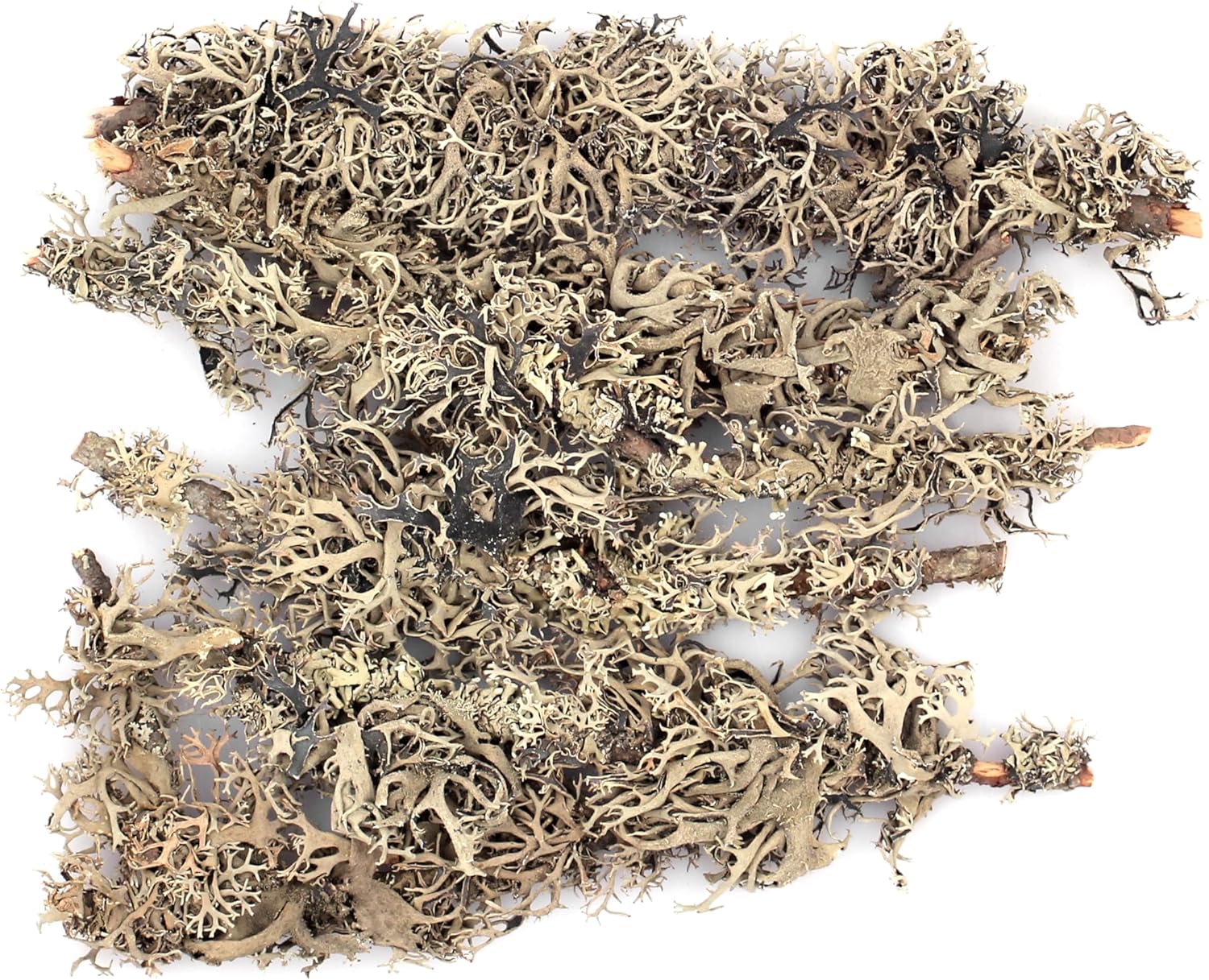 SuperMoss 21617 Lichen Parmelia (Branched), 120 in3 Bag (Appx. 4oz), Natural/Grey