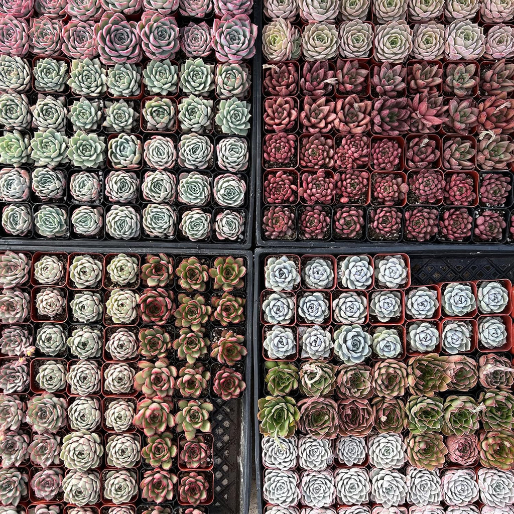 Sprout N Green Live Succulent Plants, 100 Pack Assorted Real Succulents Potted in 2" Starter Pot with Soil Mix, Rare Small Indoor House Plants for Home Garden Wedding Decor Party Favor