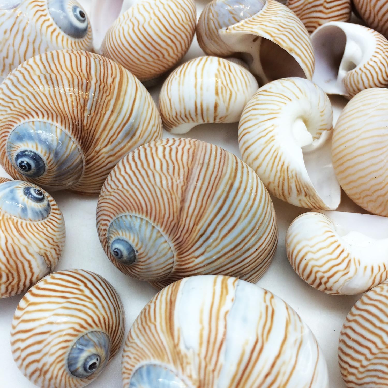 PEPPERLONELY 25 PC Nautica Lineata Sea Shells, 3/4 Inch ~ 1-1/2 Inch