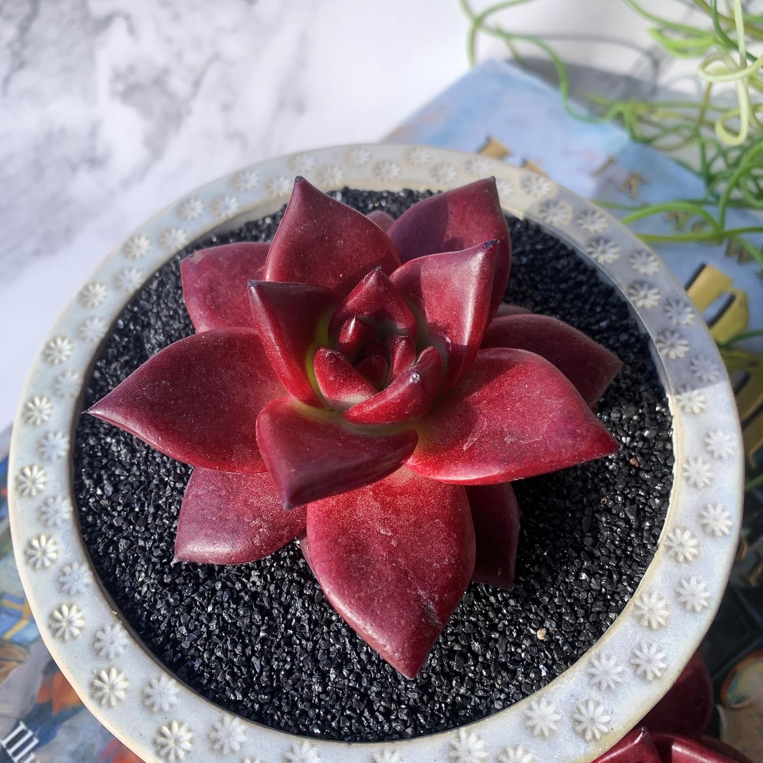 Echeveria Agavoides v Romeo Rubin Big Rare Live Succulent Plants, 1 Head 2-2.5" Bare Root Without Pot & Soil, Garden Indoor Office Desk Baby Shower Decoration, Friend Plant Lovers Gifts