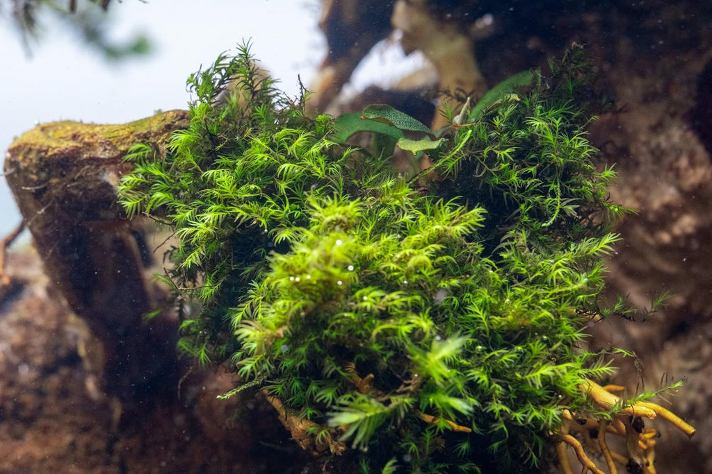 SubstrateSource Live Aquarium Plants on Driftwood, Lava Rock, Moss, Fiber Mat - Freshwater Fish Tanks - Easy, Beginner Friendly (Fissidens Fontanus, (One Golfball))