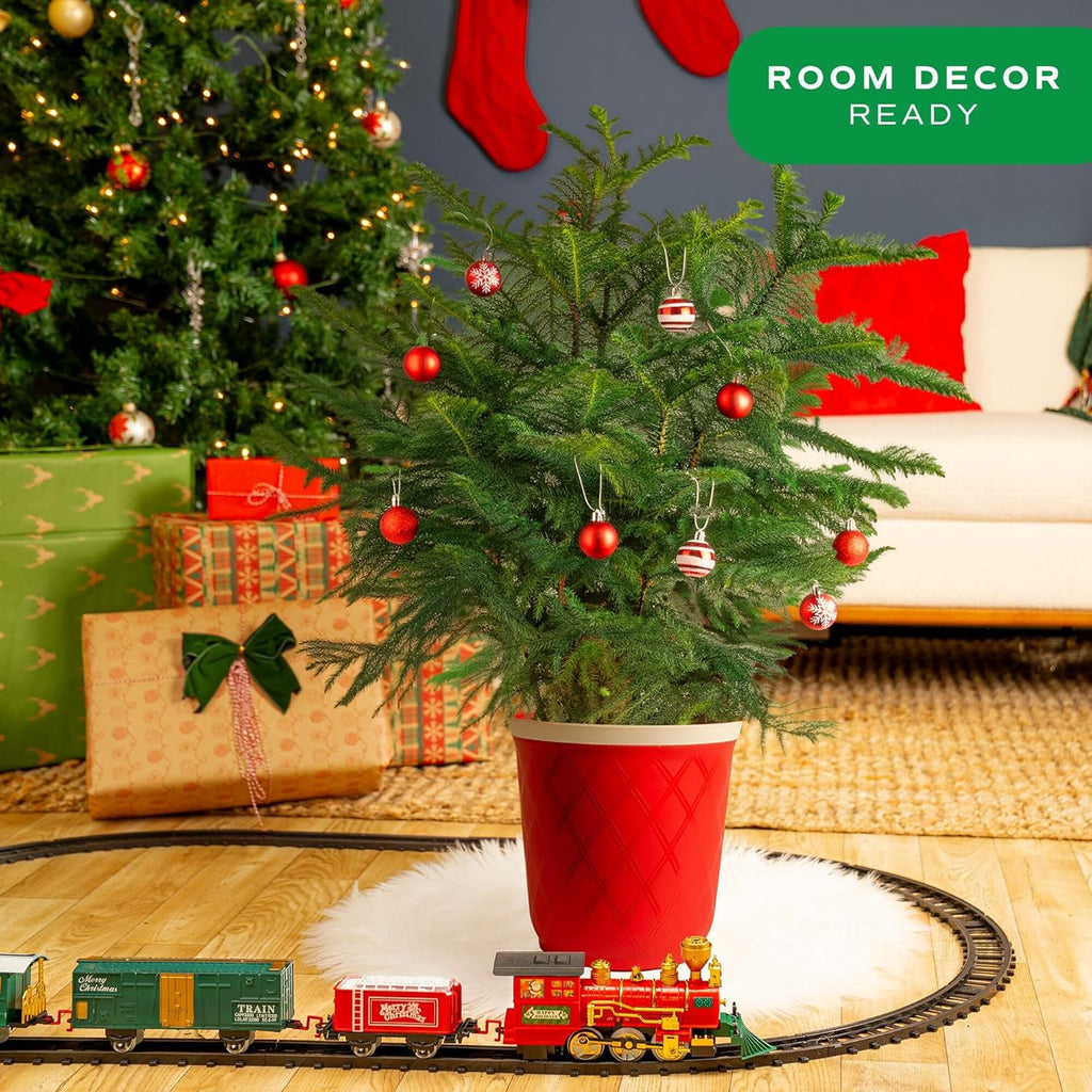Costa Farms Norfolk Island Pine, Live Christmas Tree Plant in Decorative Christmas Planter, Includes Ornaments, Large Indoor Houseplant, Seasonal Room Decor, 3-4 Feet Tall