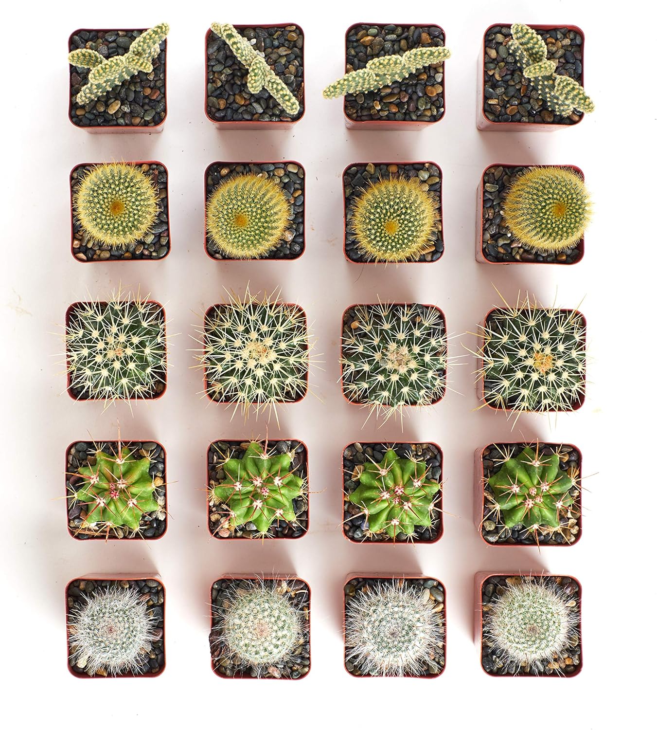 Shop Succulents Premium Live Mini Cactus Plants in Bulk 2" Pots, Easy Care Indoor or Outdoor Gardening, Terrariums, Favors, & Contemporary Spaces with Hardy, Resilient Varieties, Pack of 32
