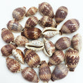 PEPPERLONELY 25PC Day-Break Cowry Sea Shells, Palmadusta Diluculum Shells, 3/4 Inch ~ 1-1/4 Inch