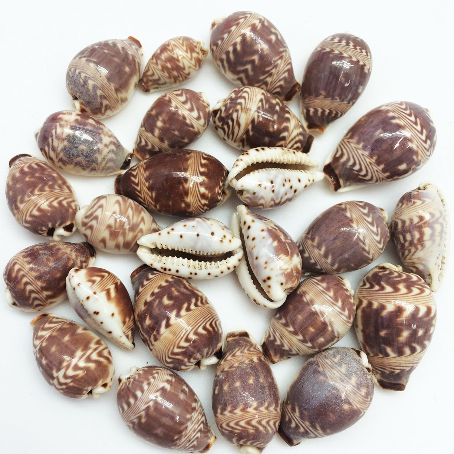 PEPPERLONELY 25PC Day-Break Cowry Sea Shells, Palmadusta Diluculum Shells, 3/4 Inch ~ 1-1/4 Inch