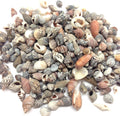 PEPPERLONELY Indian Ocean Small Mix Sea Shells, Small Shells Mixed, 8 OZ Apprx. 300+ PC Shells, 1/4 Inch ~ 1 Inch