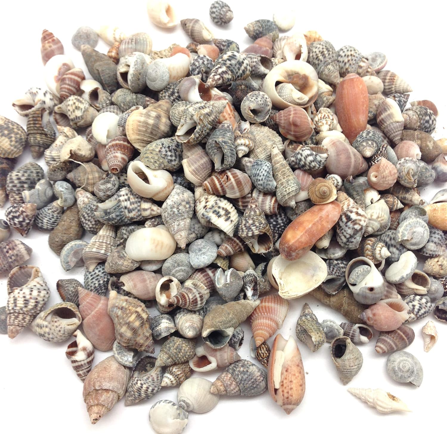 PEPPERLONELY Indian Ocean Small Mix Sea Shells, Small Shells Mixed, 8 OZ Apprx. 300+ PC Shells, 1/4 Inch ~ 1 Inch