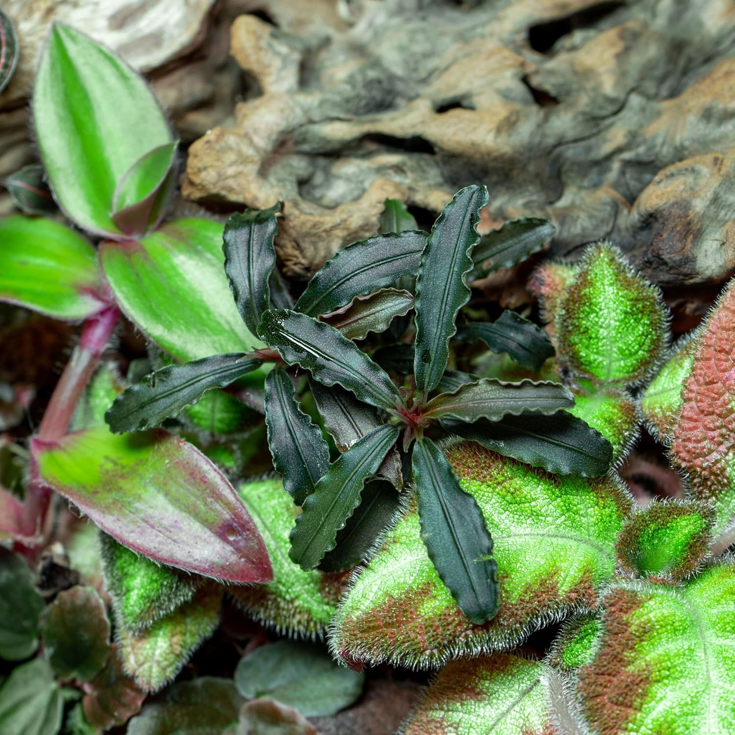 SubstrateSource Bucephalandra Godzilla Potted Live Aquarium Plant - Natural Freshwater Fish Tank Decorations and Aquatic Décor