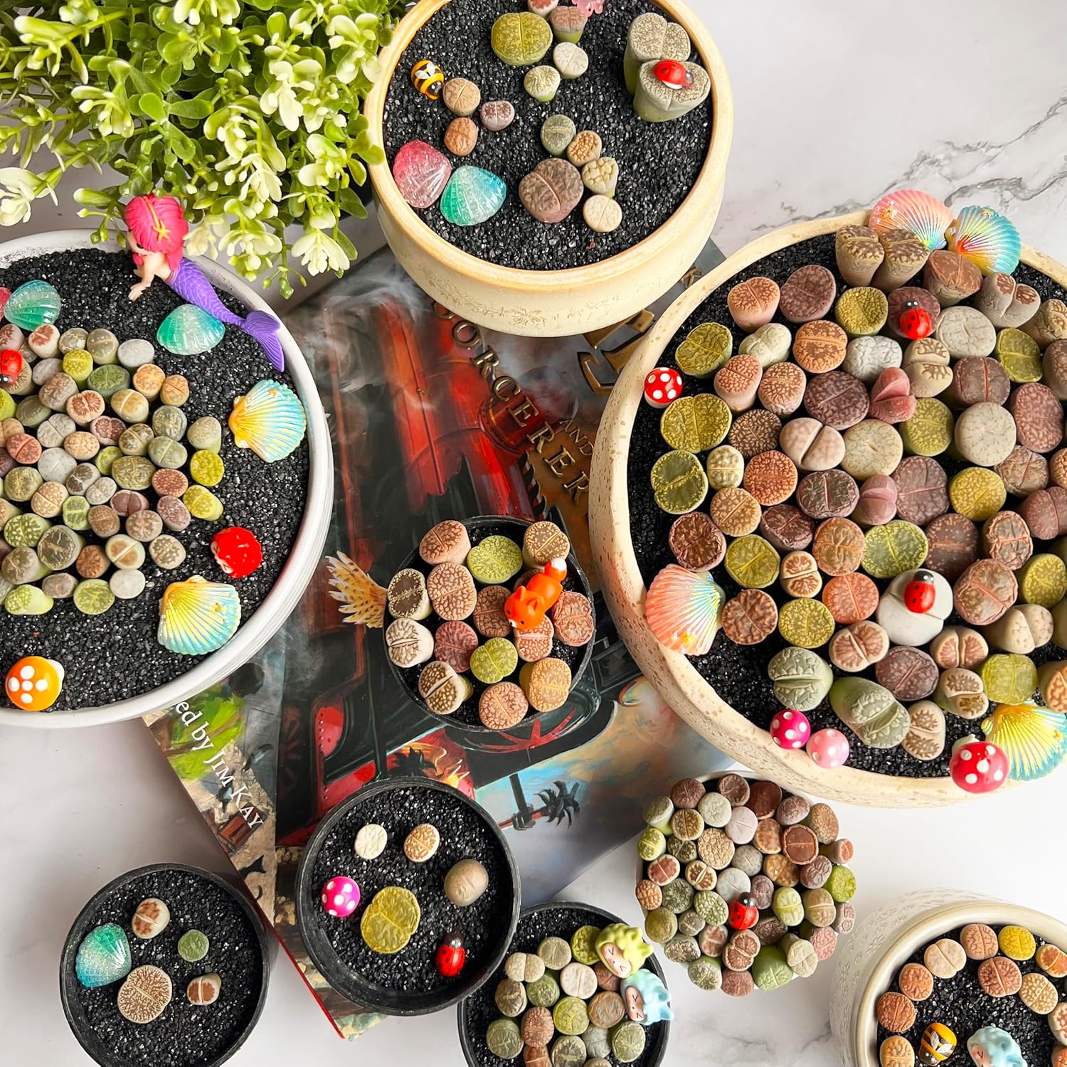 Lithops Random Mix Rare Live Succulent Plants, 30/50/100 Pcs Succulent Live Plant, Bare Root Without Pot Soil, Garden Indoor Office, Friend Plant Lovers Gifts (Normal 100pcs)