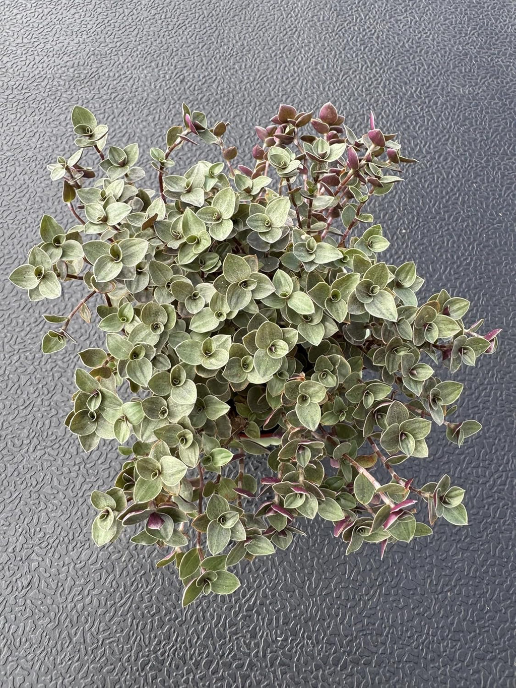 Turtle Vine with Green Stripe Pot, Live Callisia Repens Sedum Succulent in 4" Pot, House Plant Home Office Wedding Decoration DIY Projects Party Favor