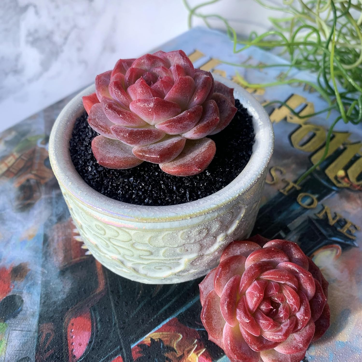 Echeveria Snow Lotus Rare Live Succulent Plants, 1 Head 2.5" Bare Root Without Pot & Soil, Garden Indoor Office Desk Baby Shower Decoration, Friend Plant Lovers Gifts