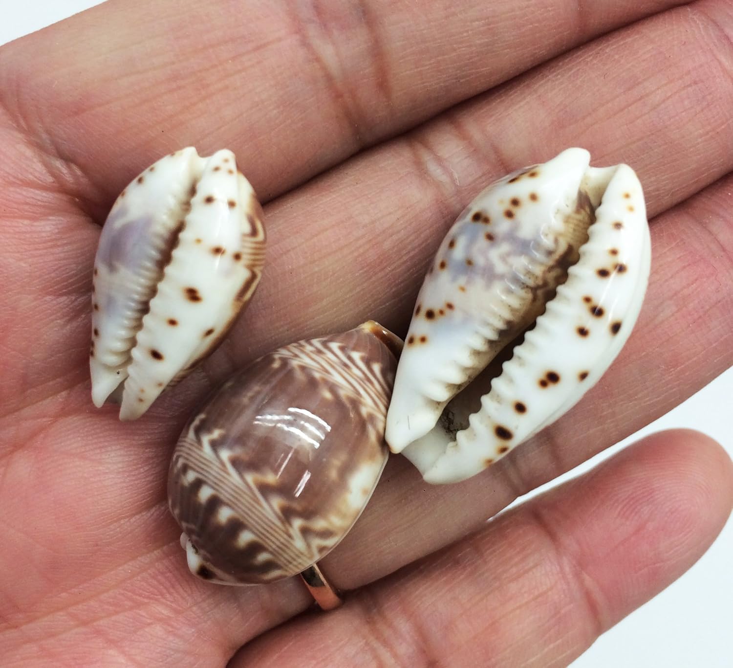 PEPPERLONELY 25PC Day-Break Cowry Sea Shells, Palmadusta Diluculum Shells, 3/4 Inch ~ 1-1/4 Inch