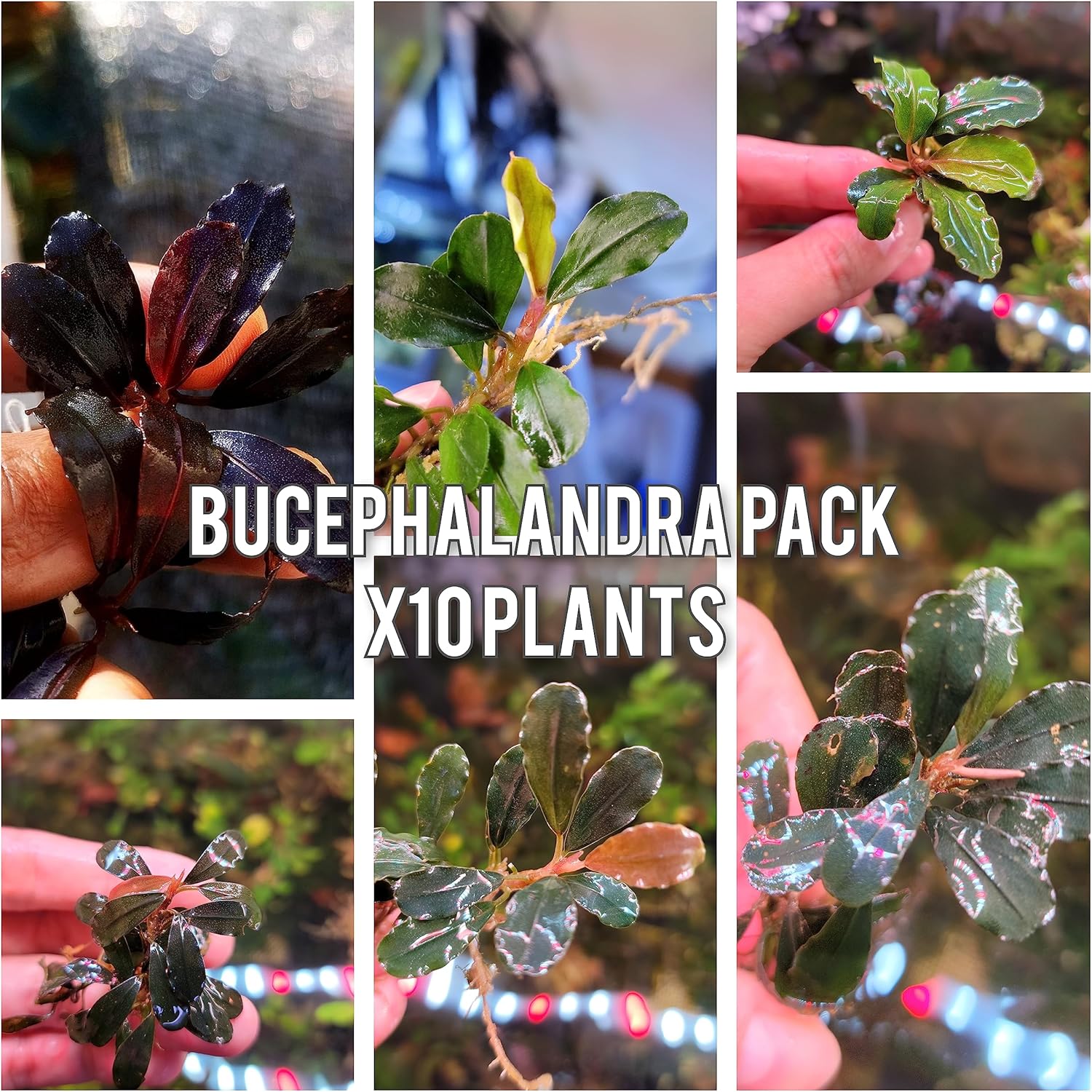 Generic Bucephalandra Live Aquarium Plant Collection - Rare Aquatic Plants for Lush Aquarium Scapes, Natural Freshwater Fish Tank Decorations, Ideal Gift for Aquarists (10 Loose Plants)