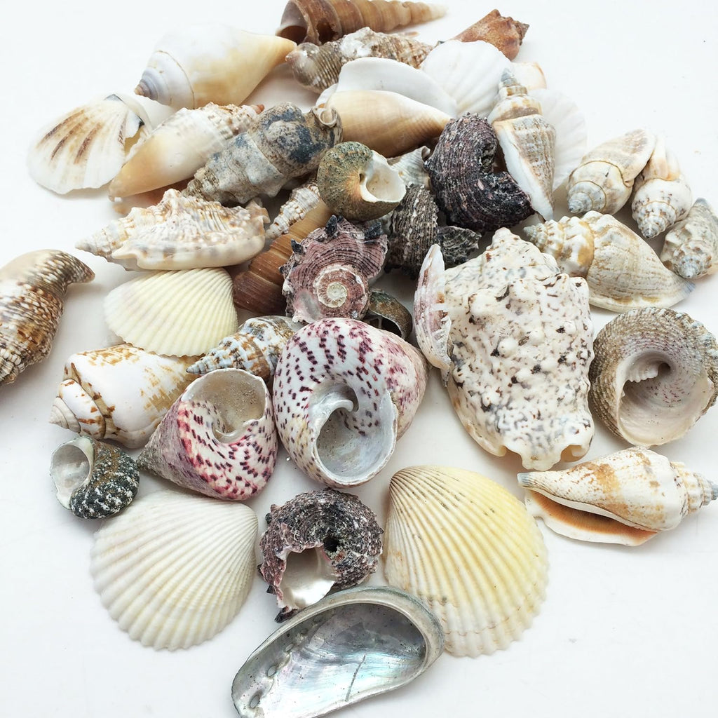 PEPPERLONELY Large Special Philipine Mix Sea Shells, 16 OZ Apprx. 1 Inch ~ 3 Inch