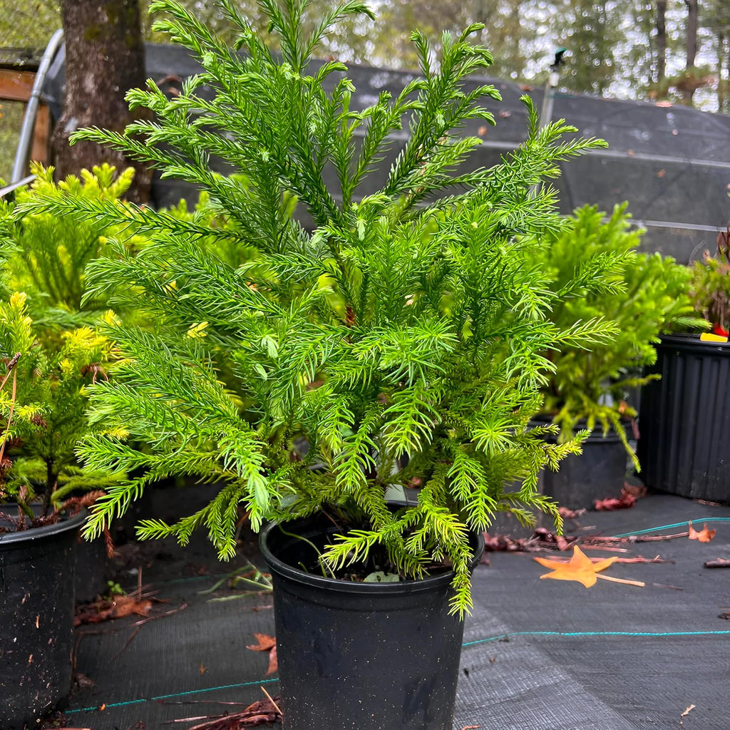Cryptomeria Globosa Nana – Dwarf Evergreen Shrub, Compact Globe-Shaped Foliage, Hardy Live Plant for Garden & Landscape (2 Gallon/Potted/Set of 2 Plants)