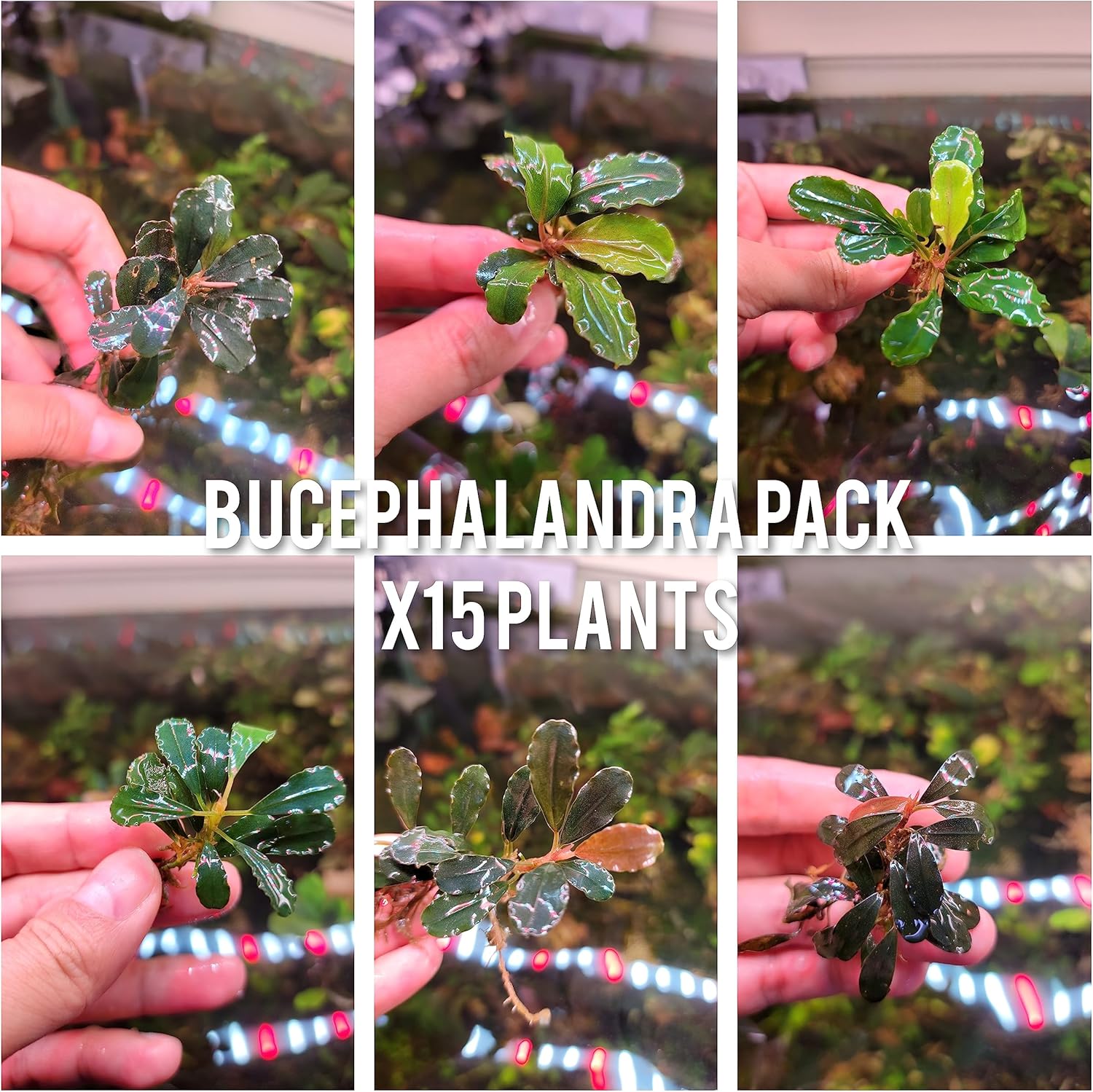 Generic Bucephalandra Live Aquarium Plant Collection - Rare Aquatic Plants for Lush Aquarium Scapes, Natural Freshwater Fish Tank Decorations, Ideal Gift for Aquarists (15 Loose Plants)
