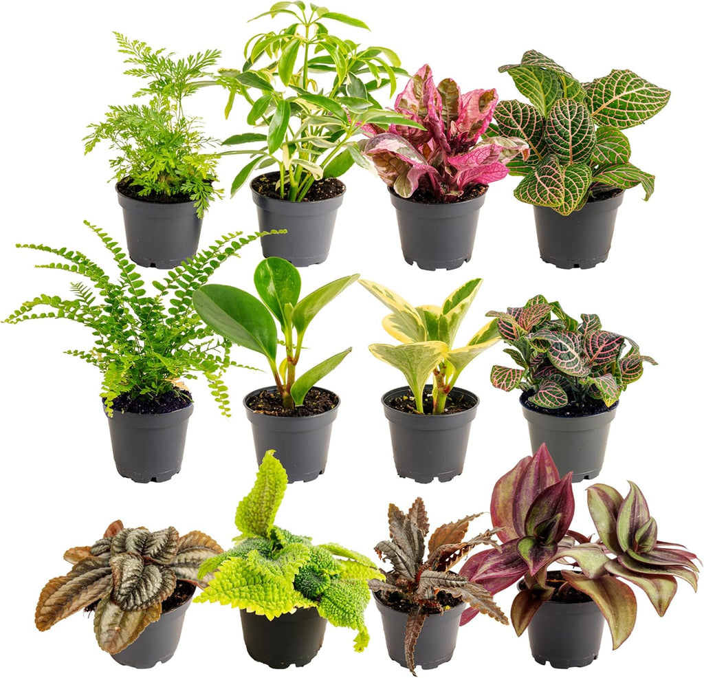 Costa Farms Live Plants (Pack of 12), Easy to Grow Live Indoor Houseplants in 2.5-Inch Plant Pots, Hand-Selected Varieties, Home and Room Decor
