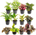 Costa Farms Live Plants (Pack of 12), Easy to Grow Live Indoor Houseplants in 2.5-Inch Plant Pots, Hand-Selected Varieties, Home and Room Decor